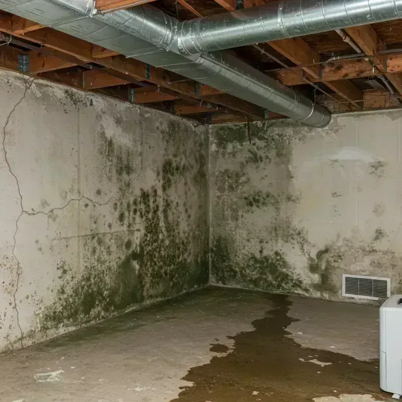 Professional Mold Removal in Will County, IL